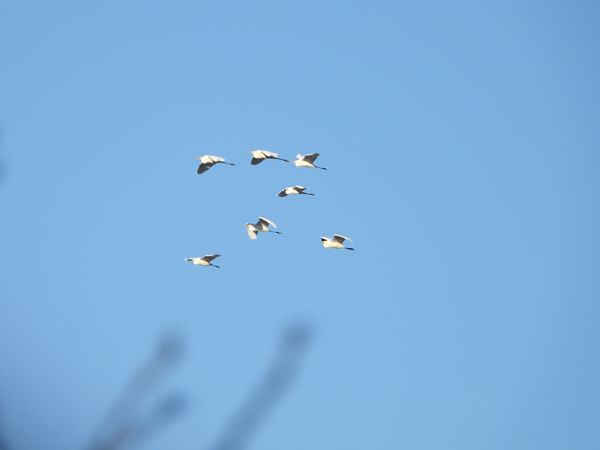 czapla biała  - Arek Szypicyn