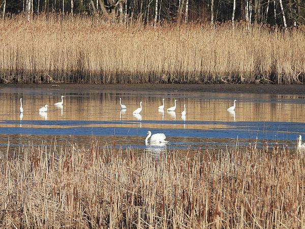 Grande Aigrette  - Arek Szypicyn
