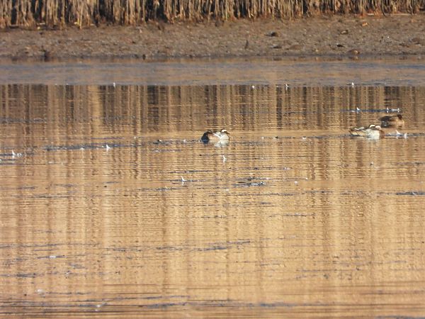 cyranka  - Arek Szypicyn