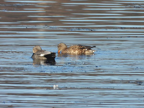 krakwa  - Arek Szypicyn