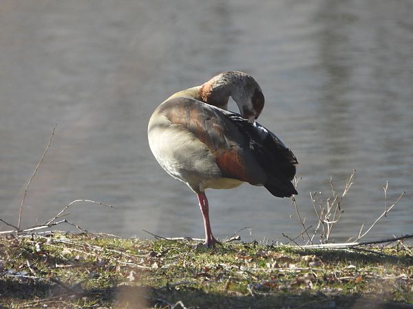 gęsiówka egipska  - Arek Szypicyn