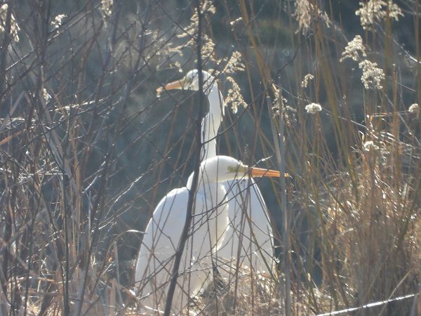 czapla biała  - Arek Szypicyn