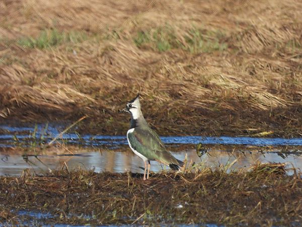 czajka  - Arek Szypicyn