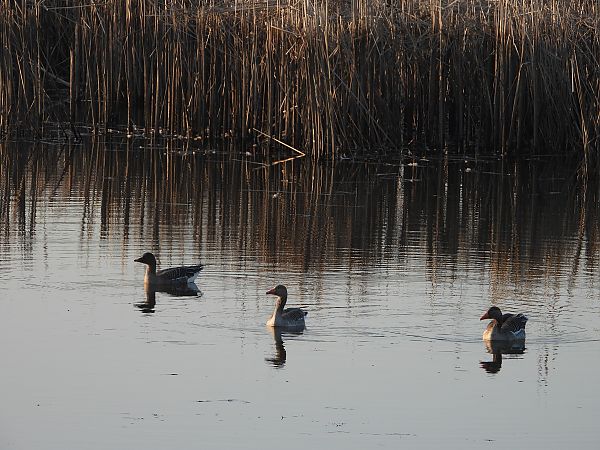 gęgawa  - Arek Szypicyn