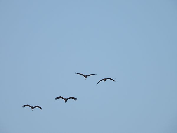 żuraw  - Arek Szypicyn