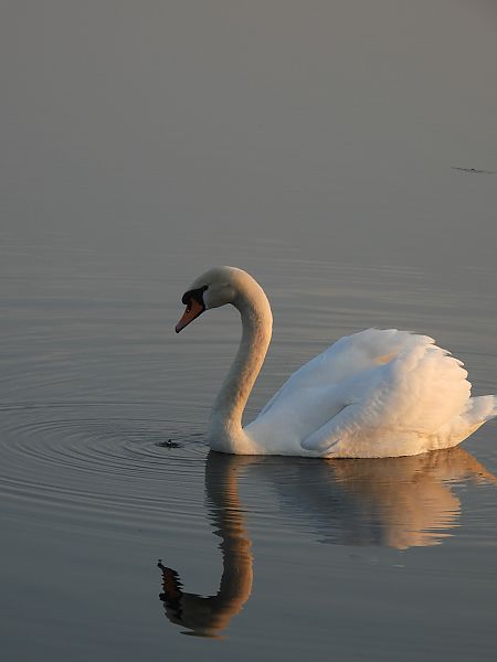 łabędź niemy  - Arek Szypicyn