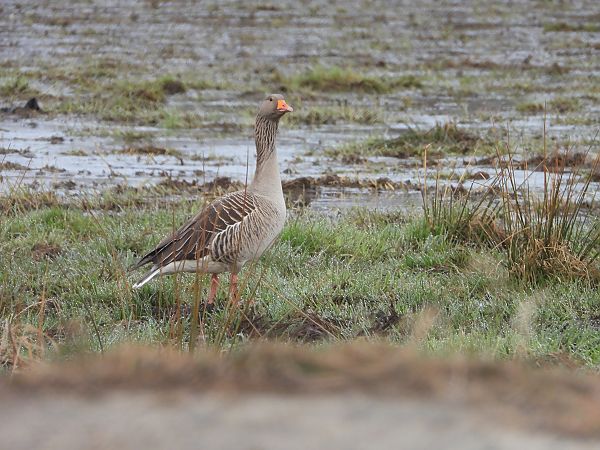 gęgawa  - Arek Szypicyn