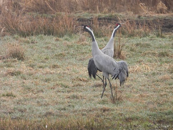 żuraw  - Arek Szypicyn
