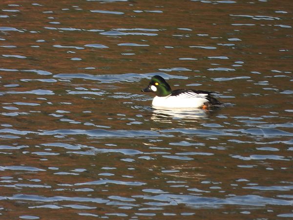 gągoł  - Arek Szypicyn