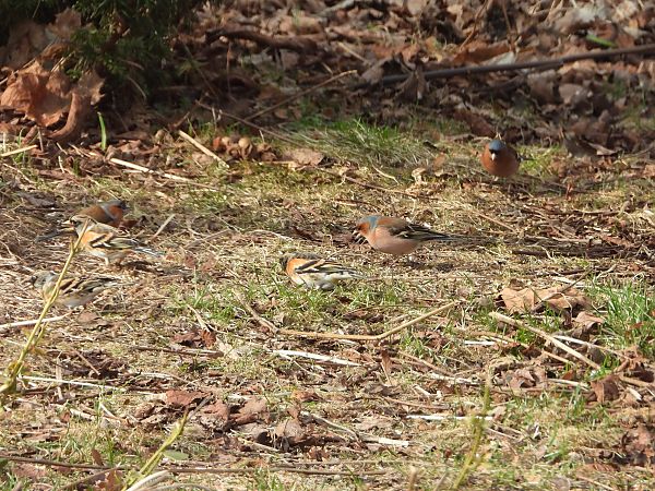 jer  - Arek Szypicyn