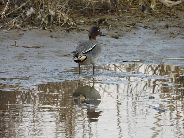cyraneczka  - Arek Szypicyn