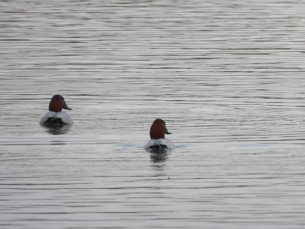 głowienka  - Arek Szypicyn