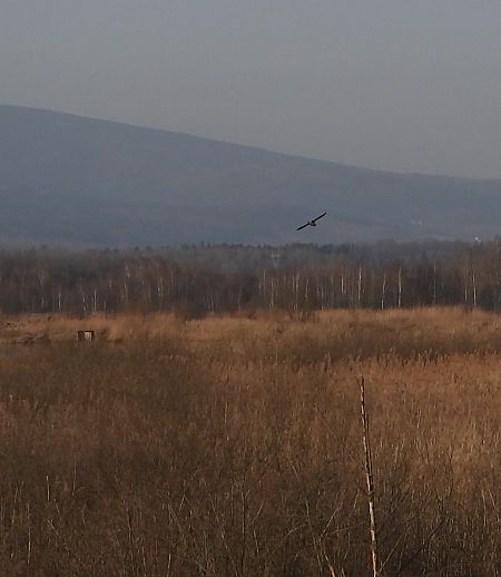 bąk  - Arek Szypicyn