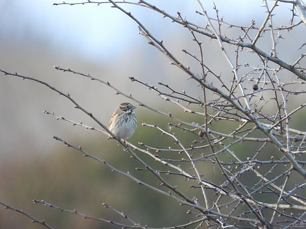 potrzos  - Arek Szypicyn