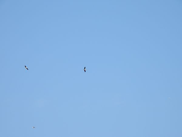 bocian biały  - Arek Szypicyn