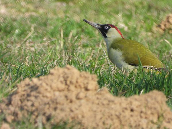 dzięcioł zielony  - Arek Szypicyn