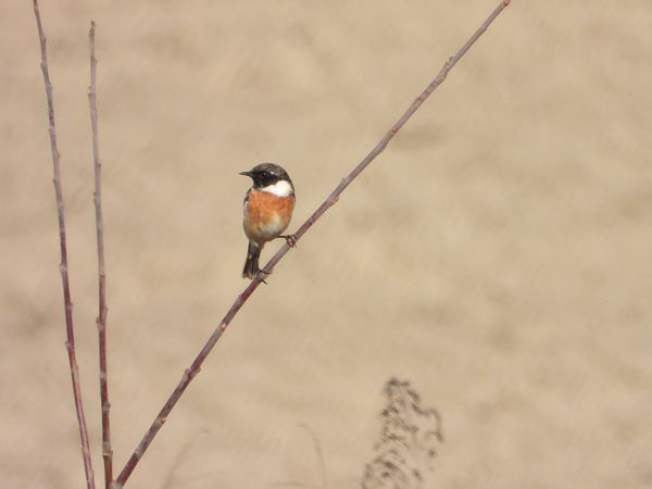 kląskawka  - Arek Szypicyn