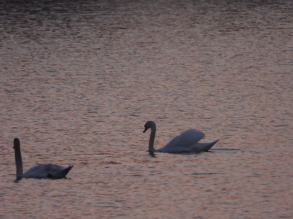 łabędź niemy  - Arek Szypicyn
