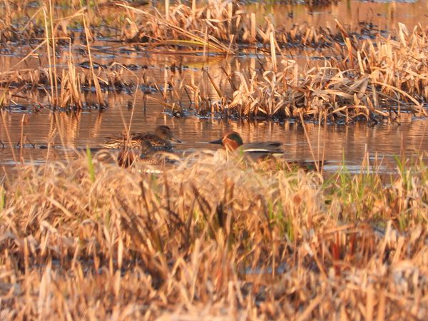 cyraneczka  - Arek Szypicyn