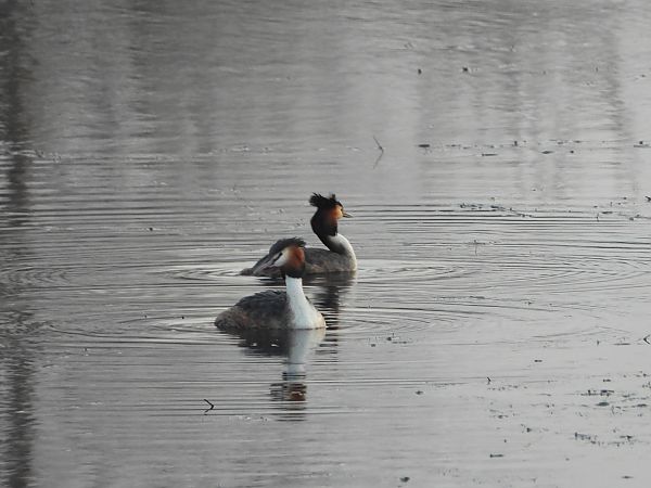perkoz dwuczuby  - Arek Szypicyn