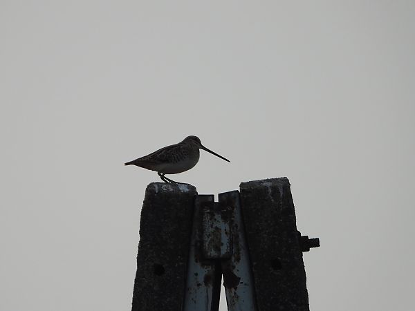 kszyk  - Arek Szypicyn