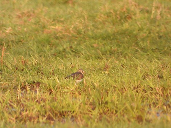samotnik  - Arek Szypicyn