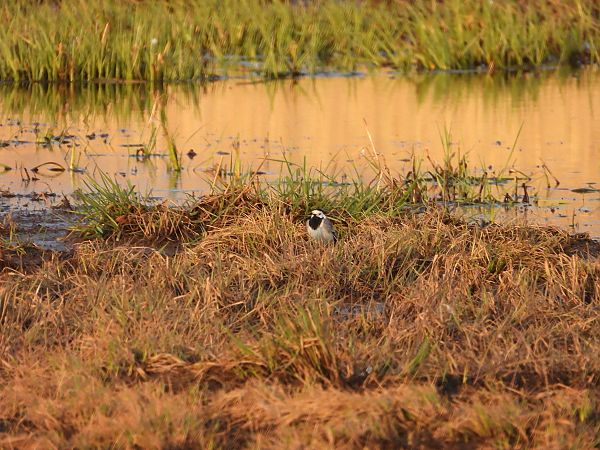 pliszka siwa  - Arek Szypicyn