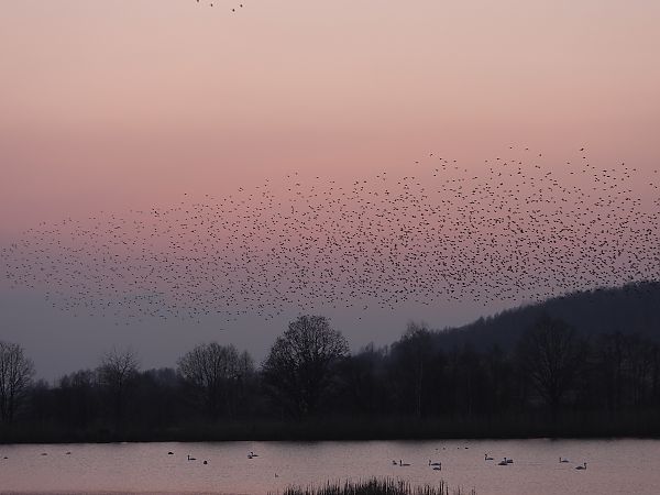 szpak  - Arek Szypicyn
