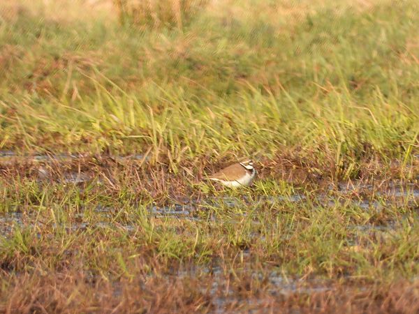 sieweczka rzeczna  - Arek Szypicyn