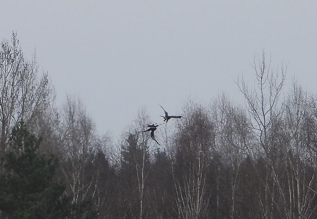 błotniak stawowy  - Arek Szypicyn