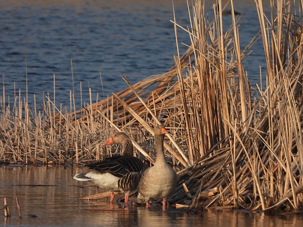 gęgawa  - Arek Szypicyn