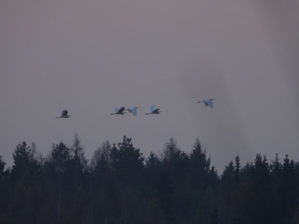 czapla biała  - Arek Szypicyn