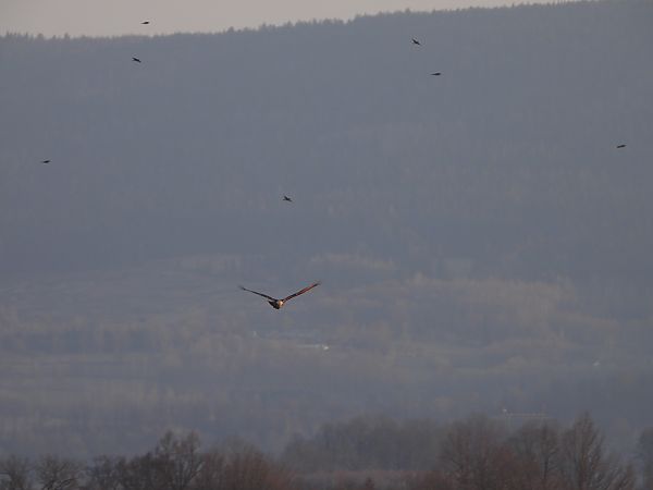 błotniak stawowy  - Arek Szypicyn
