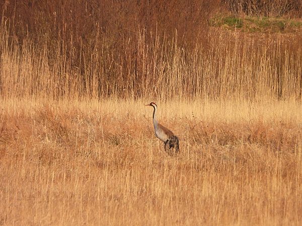 żuraw  - Arek Szypicyn