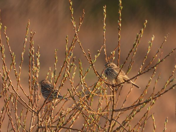 potrzeszcz  - Arek Szypicyn