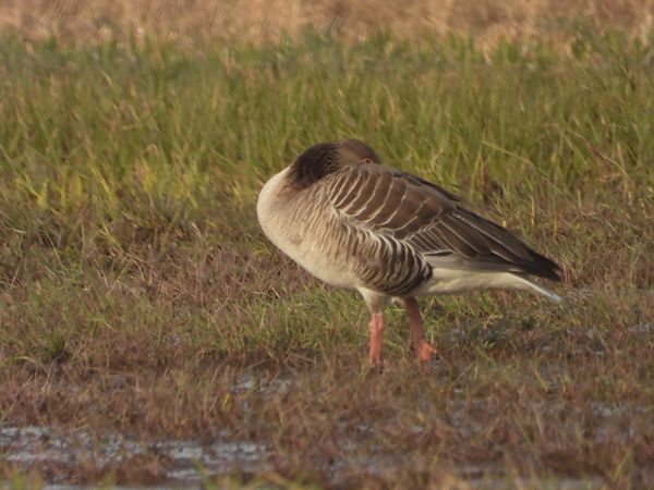 gęgawa  - Arek Szypicyn