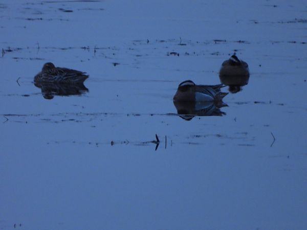 cyranka  - Arek Szypicyn