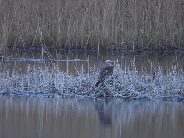 błotniak stawowy  - Arek Szypicyn