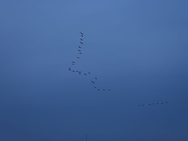 żuraw  - Arek Szypicyn