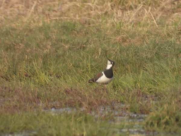 czajka  - Arek Szypicyn