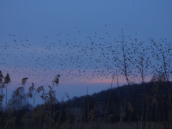szpak  - Arek Szypicyn