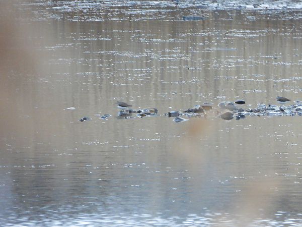 samotnik  - Arek Szypicyn