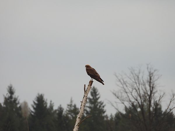błotniak stawowy  - Arek Szypicyn