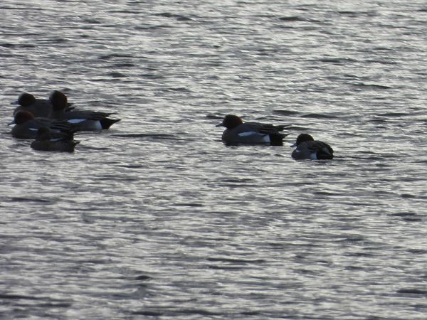 świstun  - Arek Szypicyn