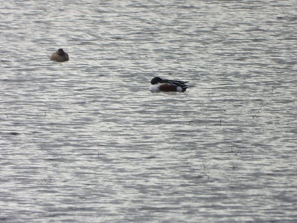 płaskonos  - Arek Szypicyn