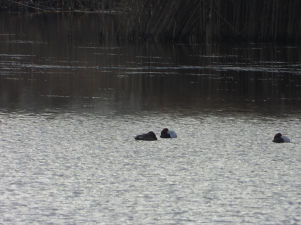 głowienka  - Arek Szypicyn
