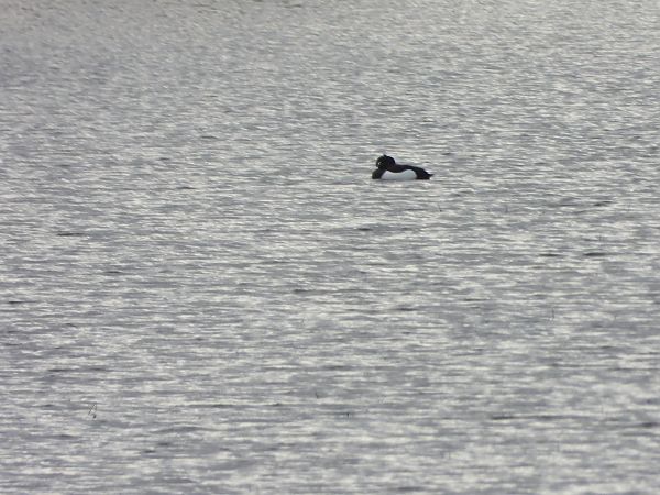 Reiherente  - Arek Szypicyn