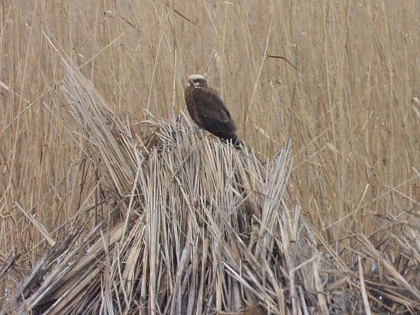 błotniak stawowy  - Arek Szypicyn
