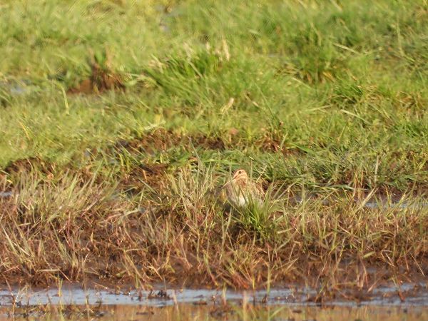 kszyk  - Arek Szypicyn