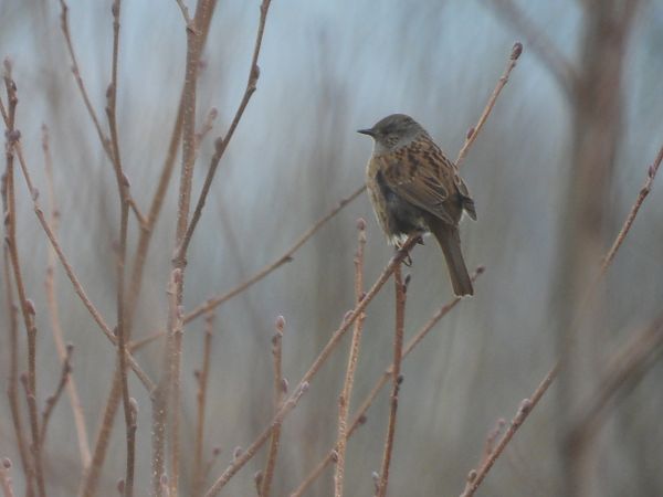 pokrzywnica  - Arek Szypicyn